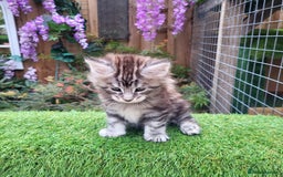 Maine Coon cats for sale: Maine Coon kittens for sale CF81  - Image 11