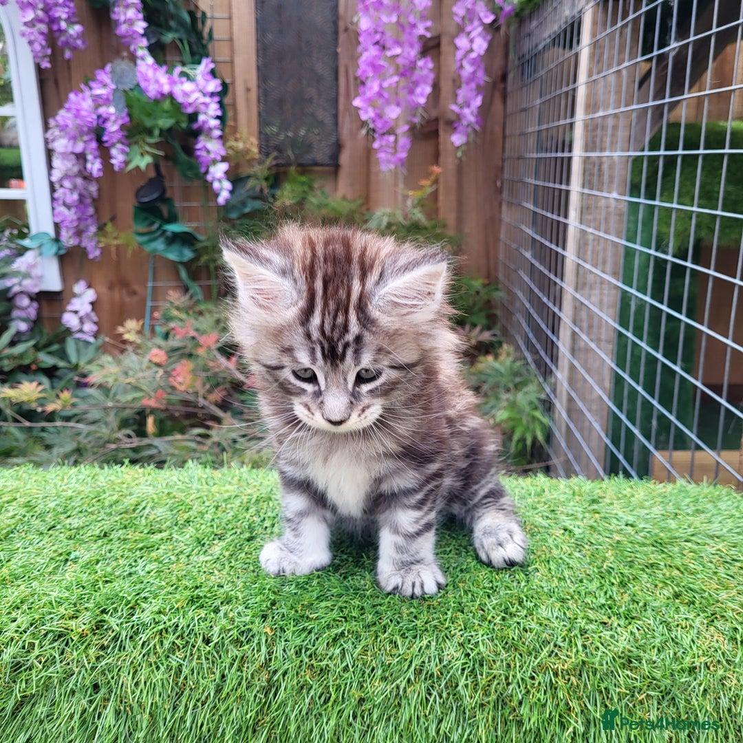 Maine Coon cats for sale: Maine Coon kittens for sale CF81  - Image 11