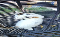 Persian cats for sale: Very beatifull mix breed/Persian kittens  - Image 30