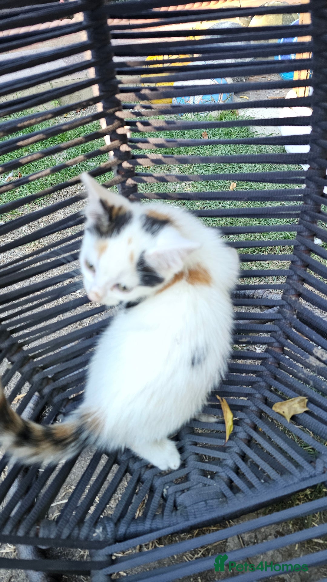 Persian cats for sale: Very beatifull mix breed/Persian kittens  - Image 30