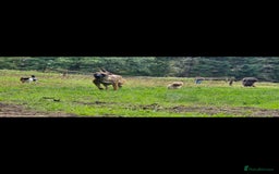 Cavapoo dogs for sale: Cavapoo female - Image 5