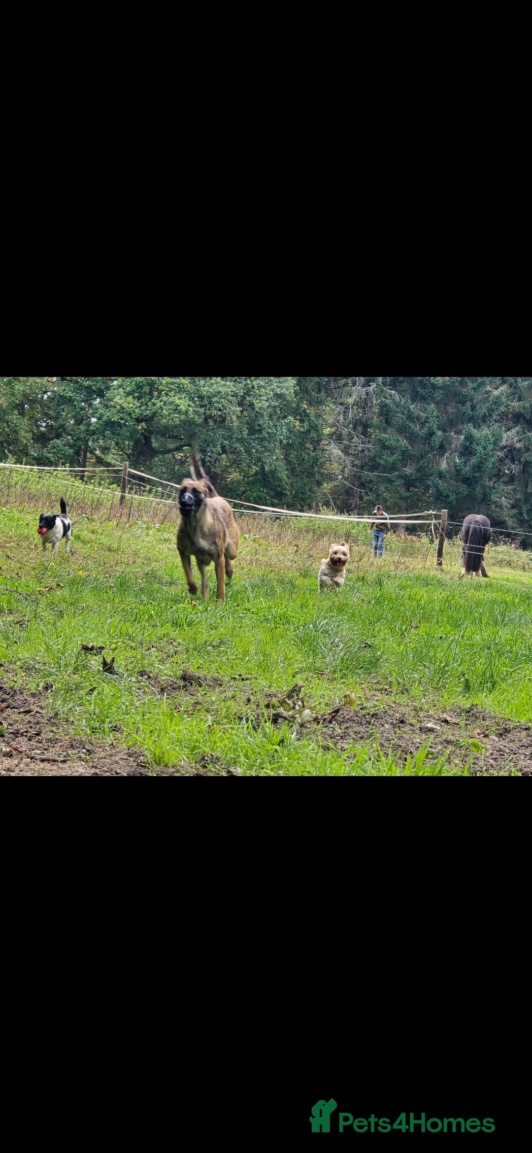 Cavapoo dogs for sale: Cavapoo female - Image 5