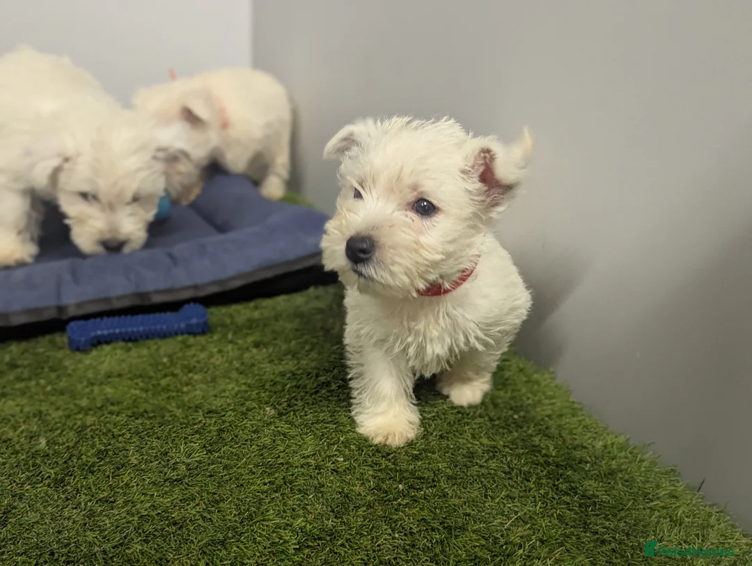 West Highland Terrier dogs for sale: West Highland Terrier puppies  - Advert 2