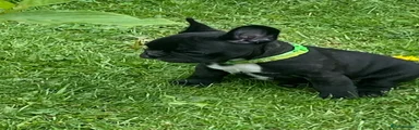 French Bulldog Puppy 1