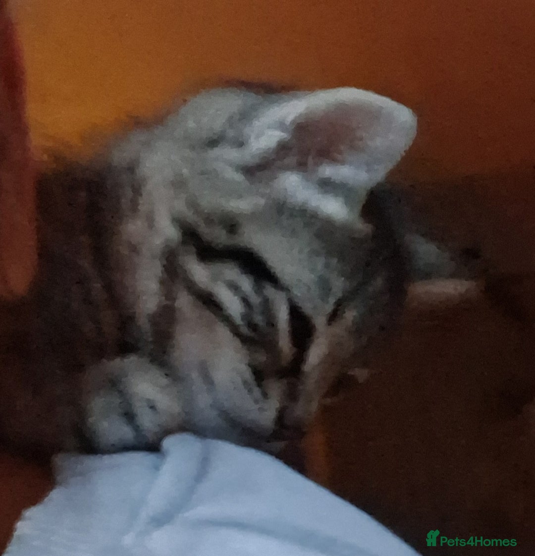 Mixed Breed cats for sale: ⭐️⭐️Stunning Russian Blue X Bengal Kittens ⭐️⭐️⭐️ - Advert 17