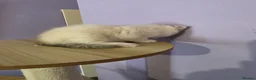 Scottish Fold cats for sale: Beautiful Scottish fold kittens with blue eyes  - Advert 7