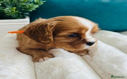 Cavalier King Charles Spaniel dogs for sale: Fully Health tested Cavalier King Charles Puppies  - Image 14