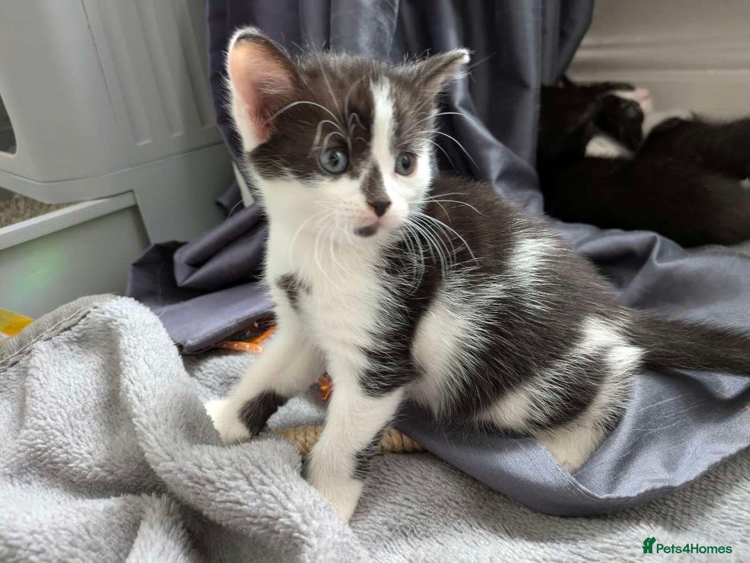 Turkish Van cats for sale: Black and white kittens last boy left  - Image 30
