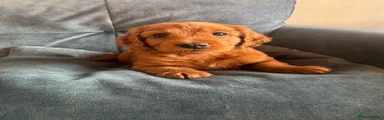 Cockapoo 5
