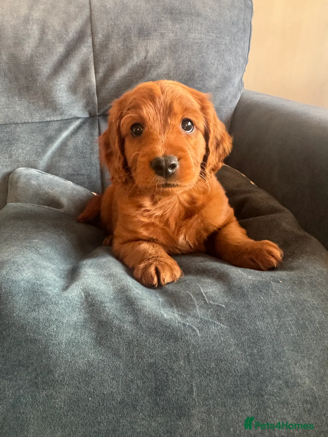 Cockapoo dogs for sale: Home raised, stunning red cockapoo’s  - Advert 2