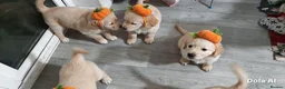 Mixed Breed dogs for sale: 8 weeks beautiful ciddle - Advert 8