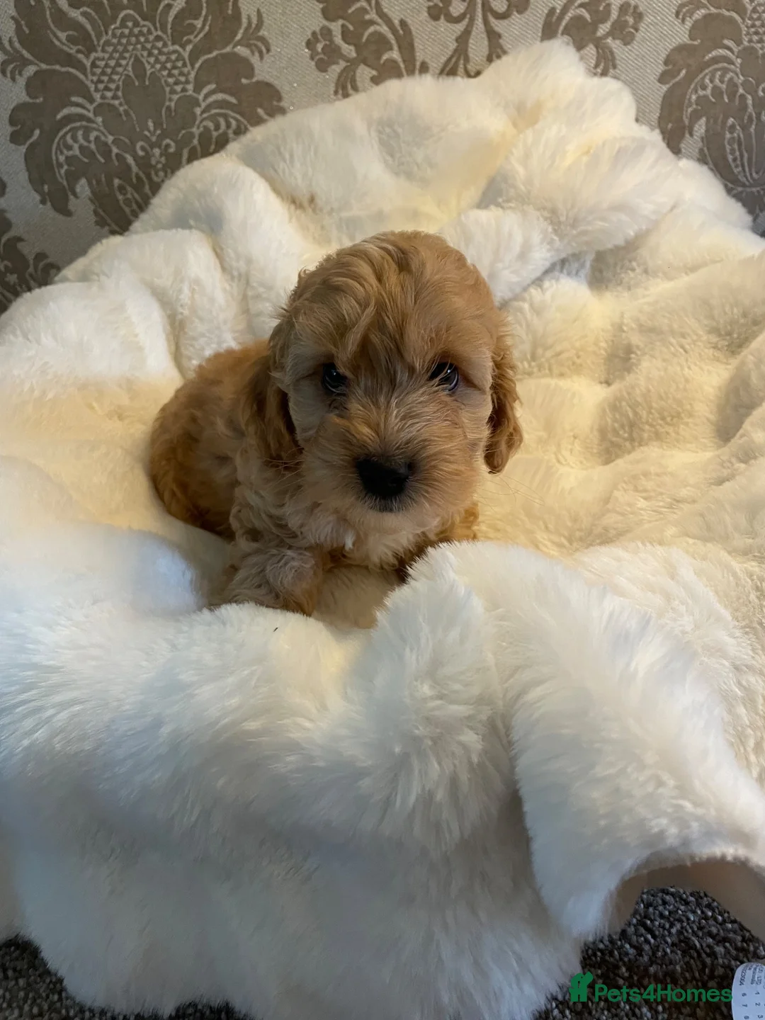 Cockapoo dogs for sale: Beautiful F1B in Porth - Advert 2