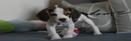 Beagle dogs for sale: Beautiful beagle puppies  - Advert 16