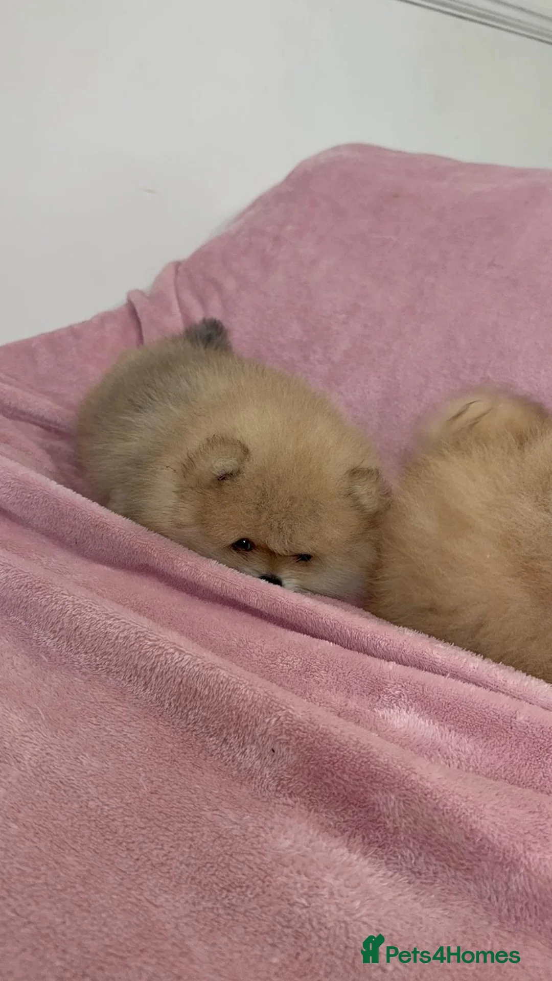 Pomeranian dogs for sale: Ready to go Excellent Pomeranian - Advert 26