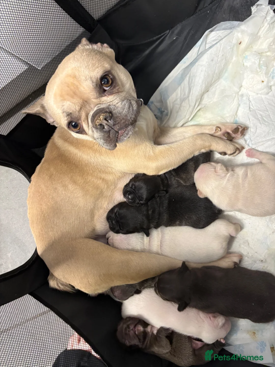 French Bulldog dogs for sale: French bulldog pups for sale  - Advert 20