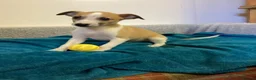 Whippet dogs for sale: Whippet  - Advert 10
