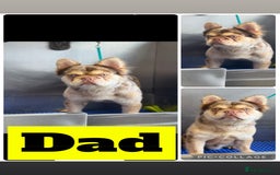 French Bulldog dogs for sale: French bulldog puppies fluffy carriers  - Image 7