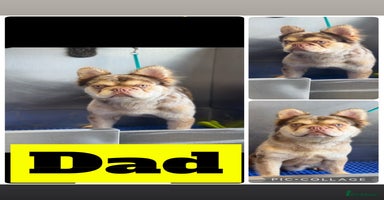French Bulldog dogs - Advert 12