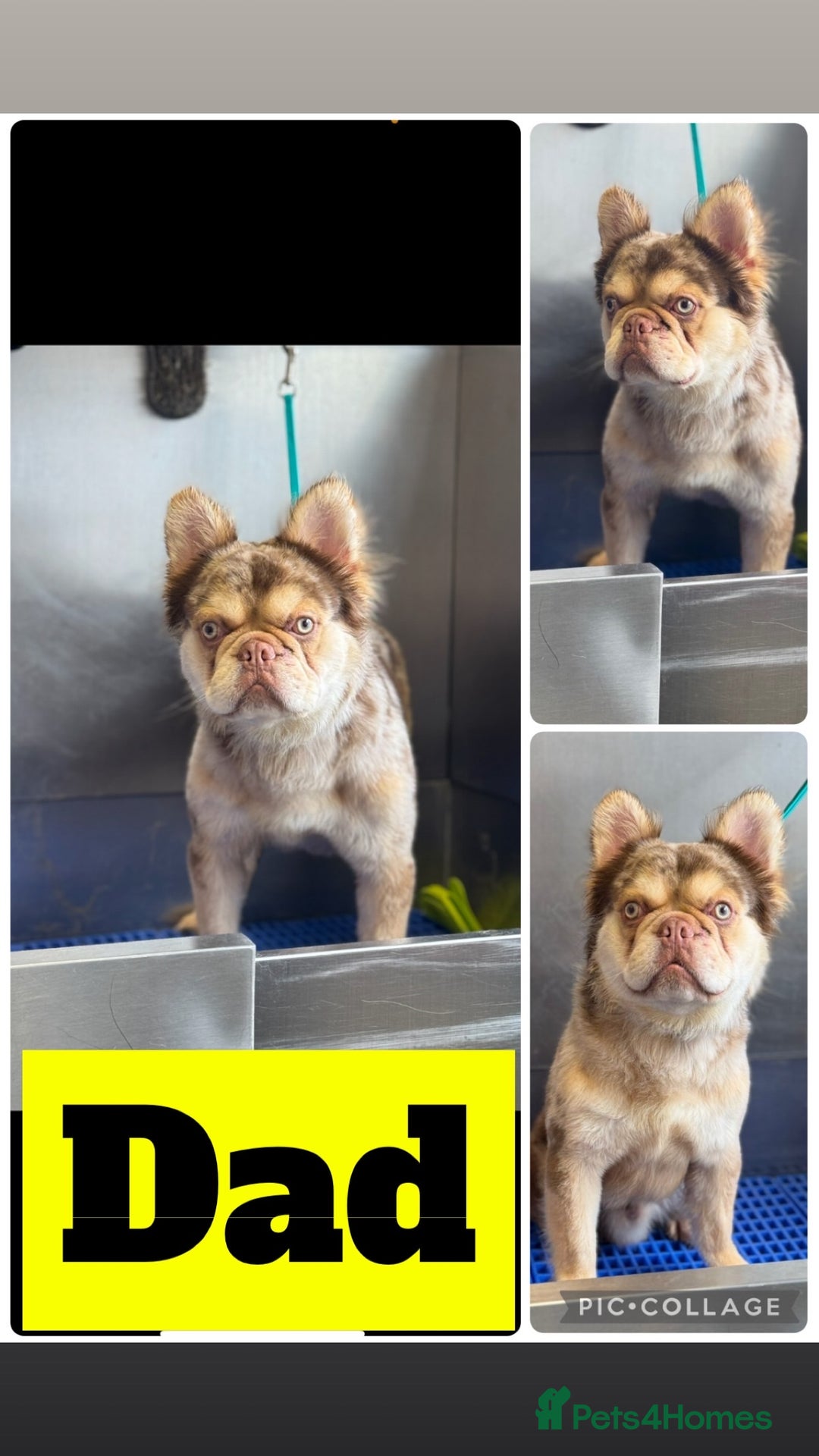 French Bulldog dogs for sale: French bulldog puppies fluffy carriers  - Image 7