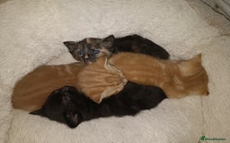 Mixed Breed cats for sale: Sweet kittens for sale - Image 26