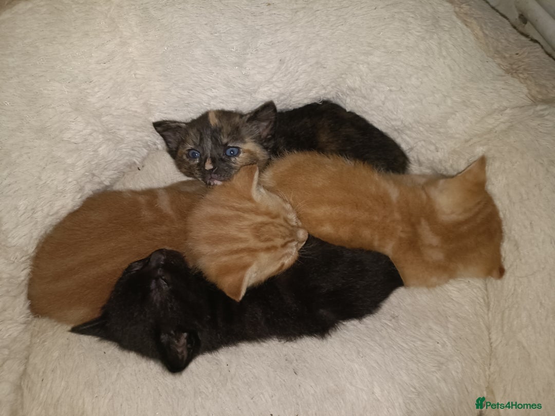 Mixed Breed cats for sale: Sweet kittens for sale - Image 26