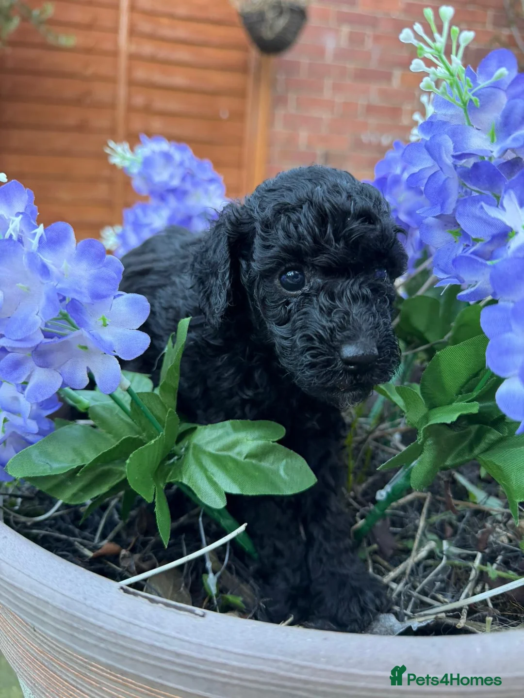 Toy Poodle dogs for sale: ⭐Quality KC Toy Poodle Pups⭐ - Advert 1