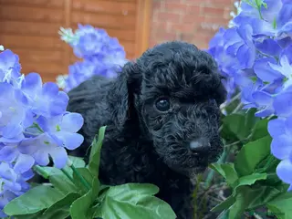 Toy Poodle dogs ⭐Quality KC Toy Poodle Pups⭐ - Advert 1