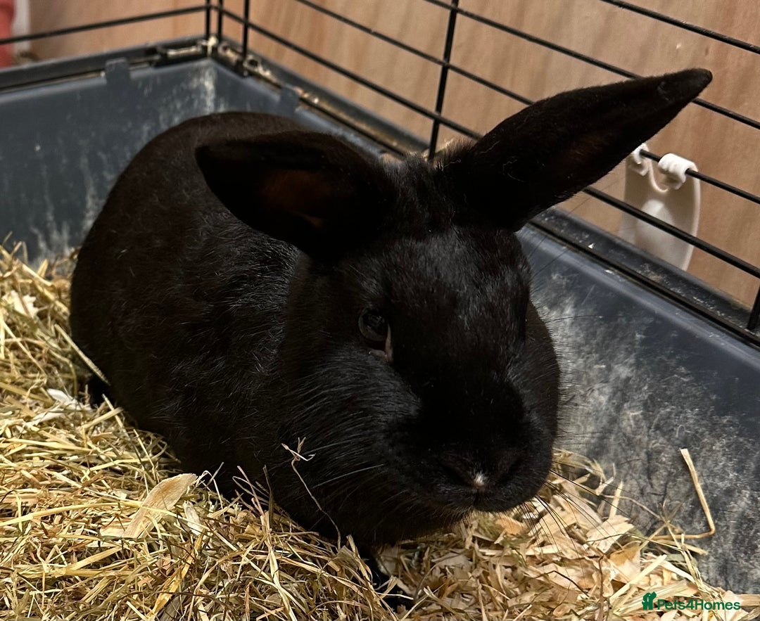 Mixed Breed rabbits for sale: 2 beautiful girls looking for their forever home  - Advert 2