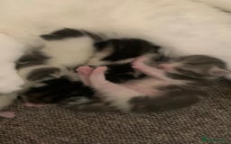 British Shorthair cats for sale: Beautiful kittens - Image 3