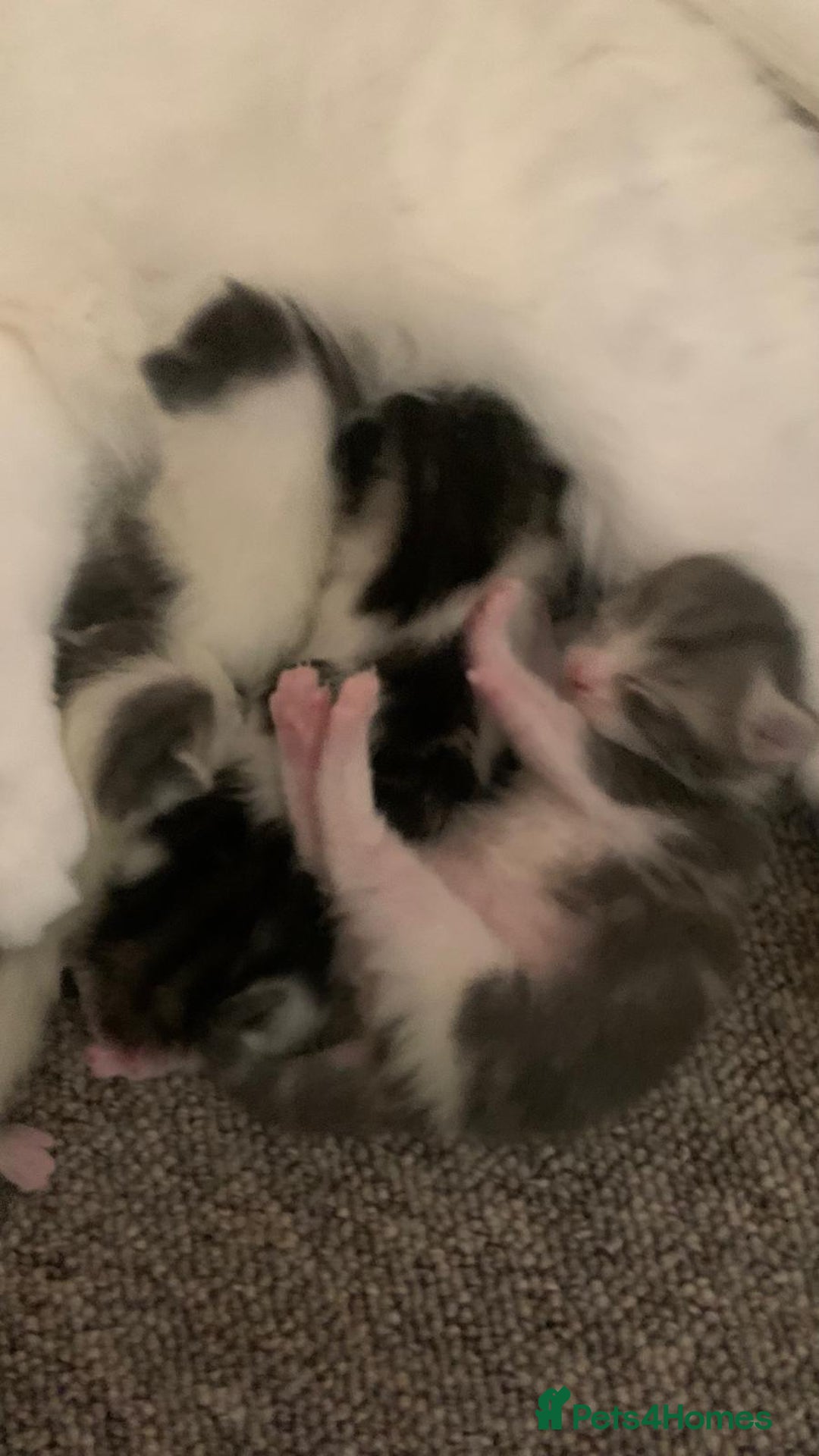 British Shorthair cats for sale: Beautiful kittens - Image 3