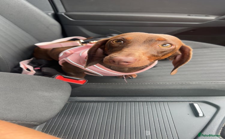Dachshund dogs - Advert 5