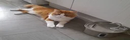 Mixed Breed cats for sale: Handsome Orange & White Male Mixed Breed – 🧡 🐾 - Advert 2