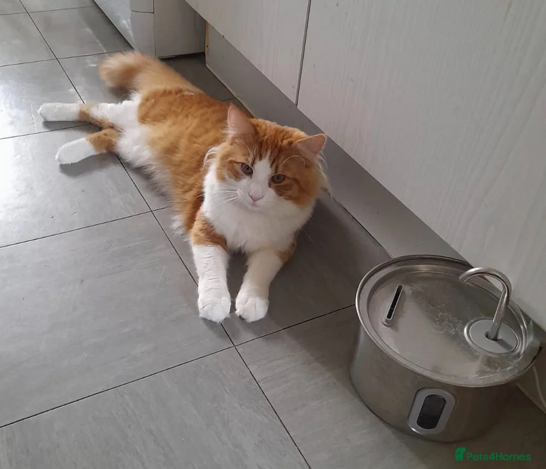 Mixed Breed cats for sale: Handsome Orange & White Male Mixed Breed – 🧡 🐾 - Advert 2