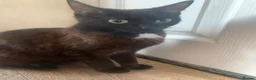 Mixed Breed cats for sale: In need of a new home! - Advert 4