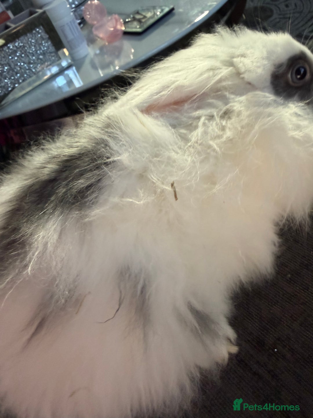 Lionhead rabbits for sale: Beautiful lion head baby rabbits.  - Advert 3