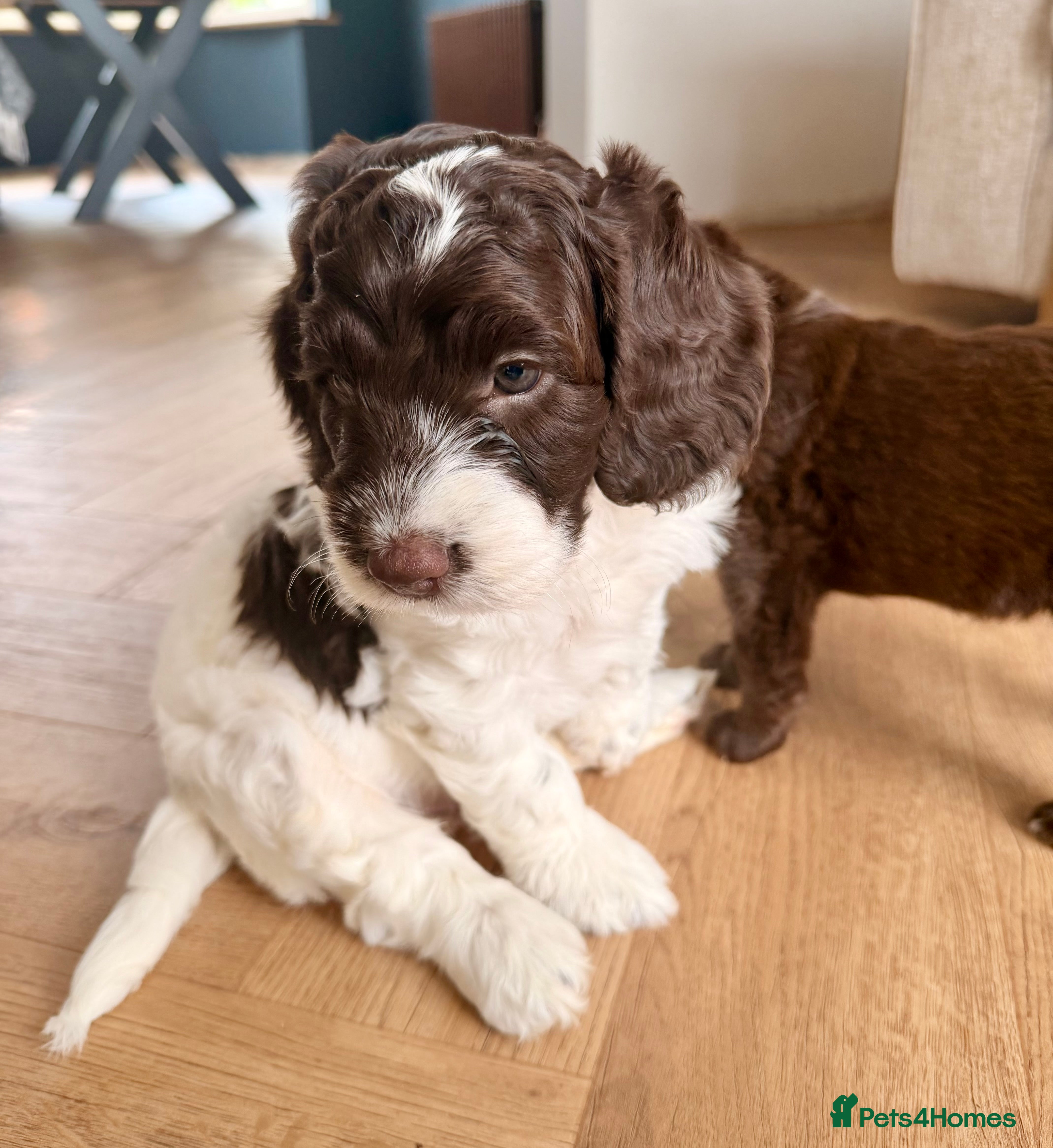 Mixed Breed dogs Sprockerpoo Puppies - Advert 2