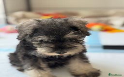 Miniature Schnauzer dogs for sale: Beautiful boy looking for his home !  - Image 7