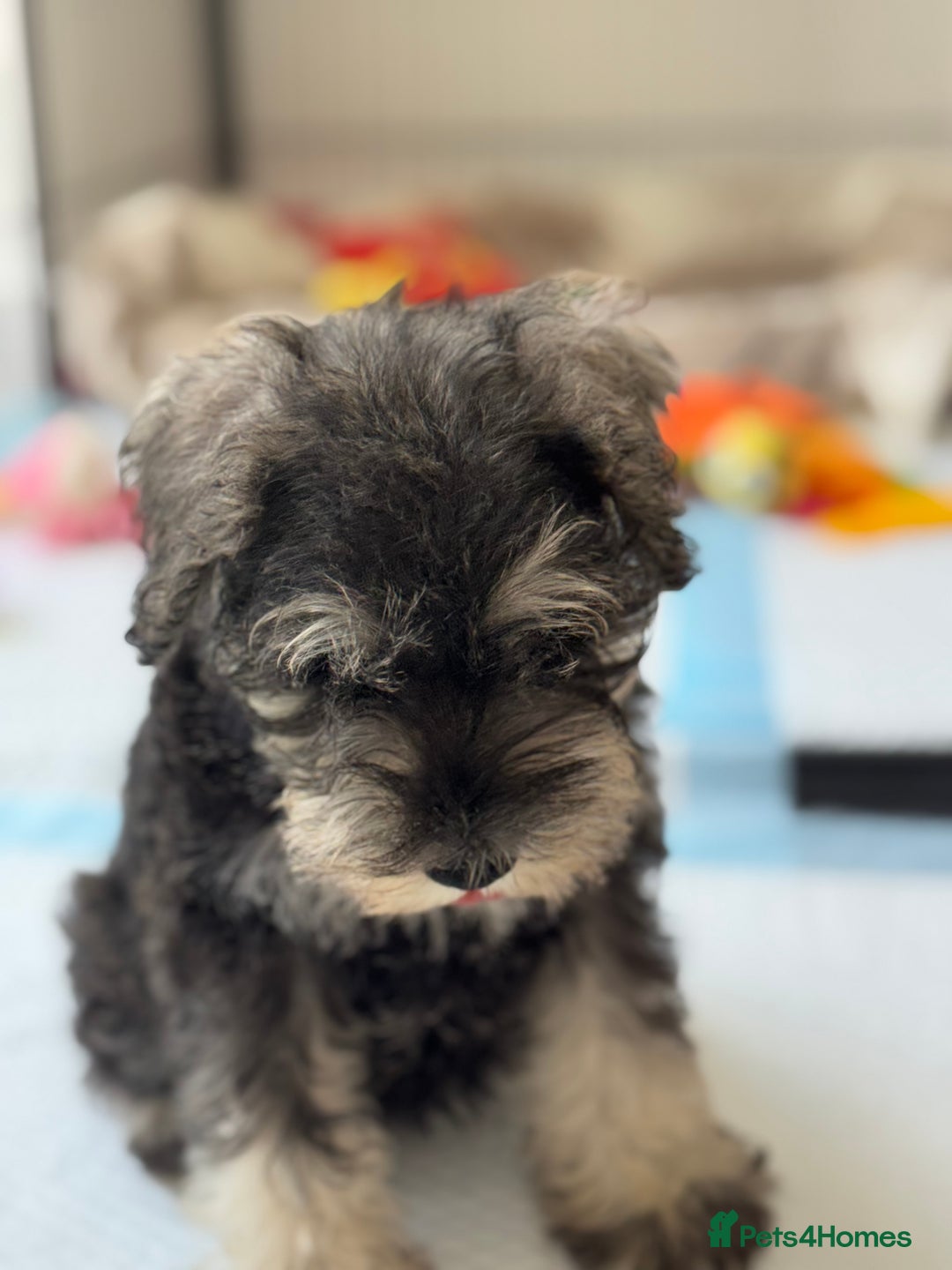 Miniature Schnauzer dogs for sale: Beautiful boy looking for his home !  - Image 7