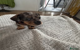 Dachshund dogs for sale: 8 dachshund puppies  - Image 7
