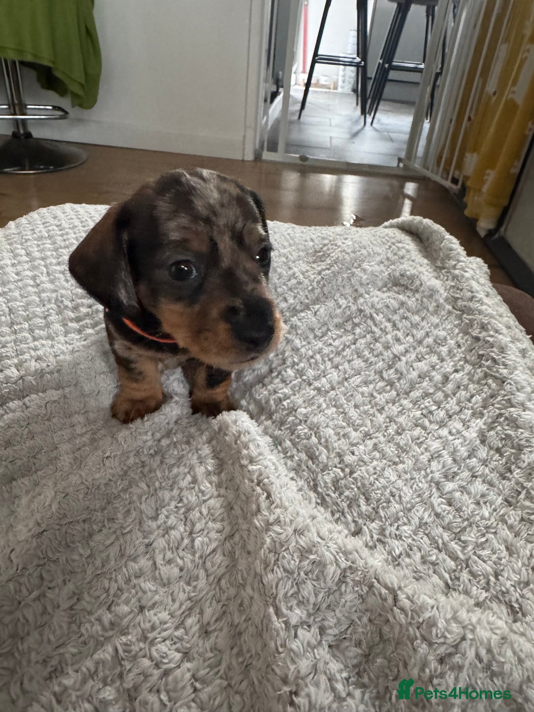 Dachshund dogs for sale: 8 dachshund puppies  - Image 7