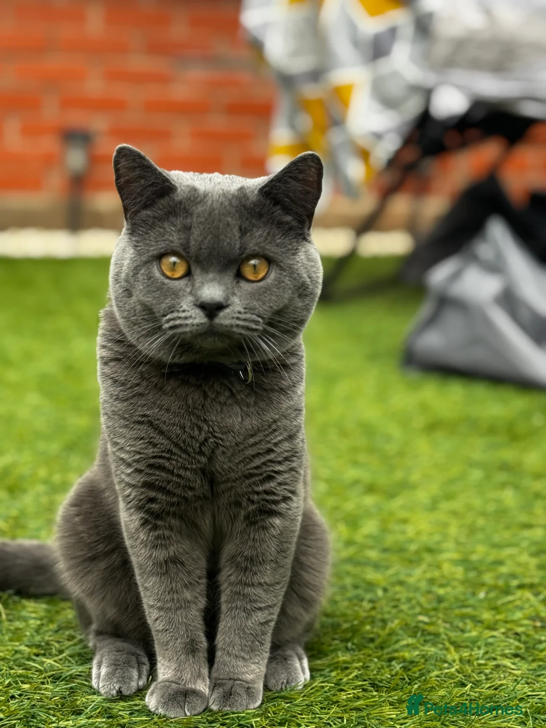 British Shorthair cats for sale: British short hair male - Advert 3