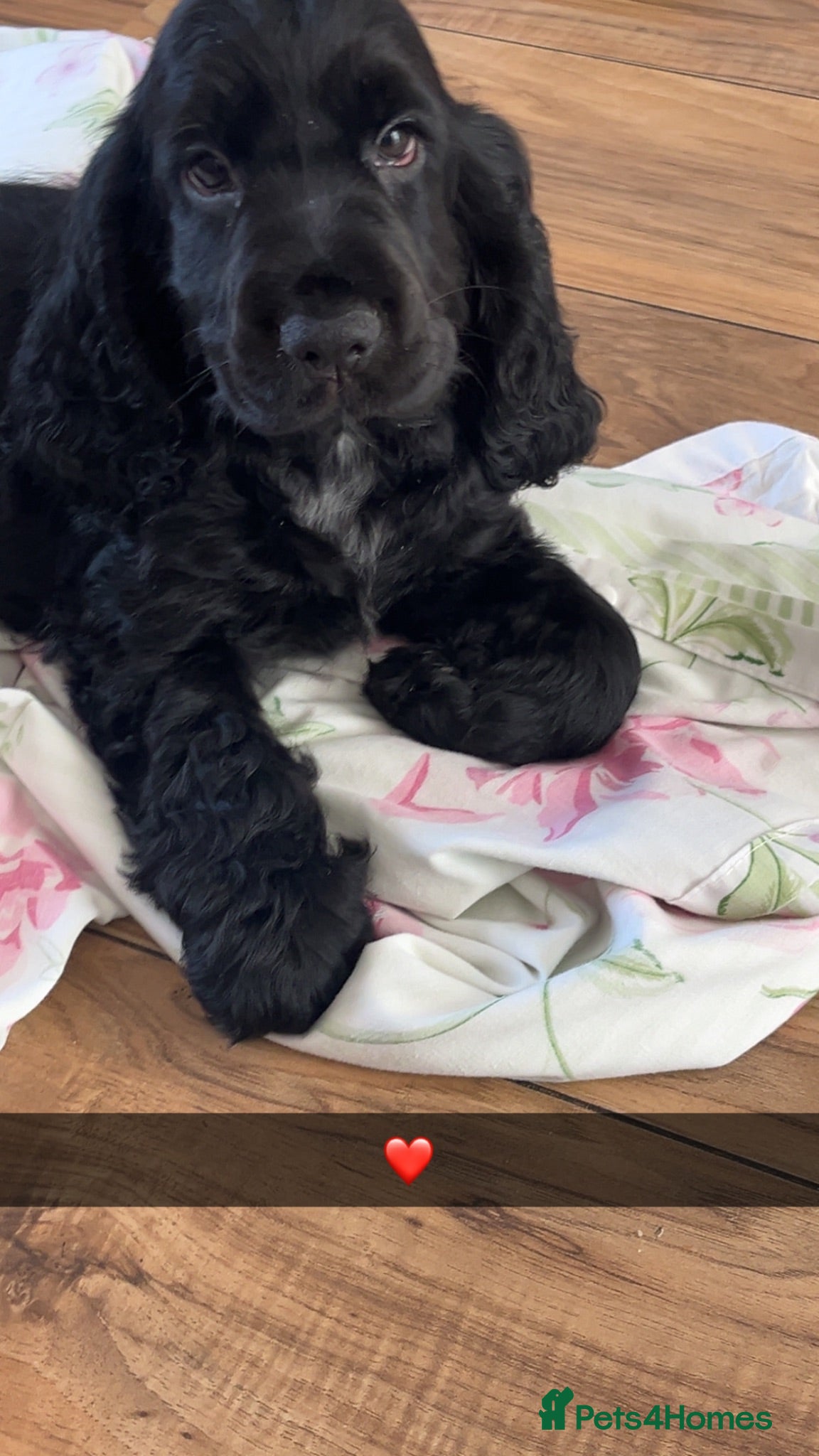 Cocker Spaniel dogs Beautiful KC reg Show cockers Ready Now  - Advert 2