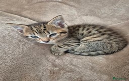 Mixed Breed cats for sale: female kitten  - Image 3