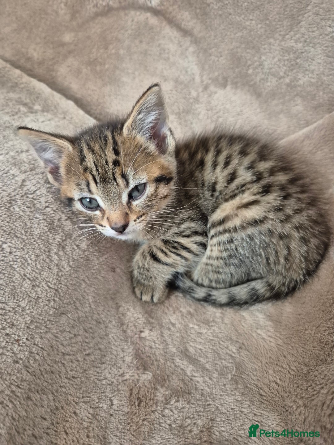 Mixed Breed cats for sale: female kitten  - Image 3
