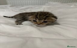 Bengal cats for sale: Beautiful bengal & 1 ginger  - Image 5