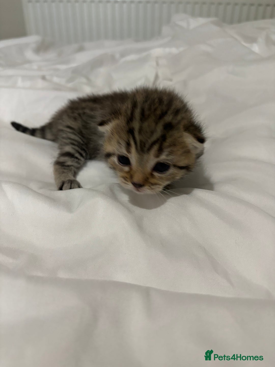 Bengal cats for sale: Beautiful bengal & 1 ginger  - Image 5