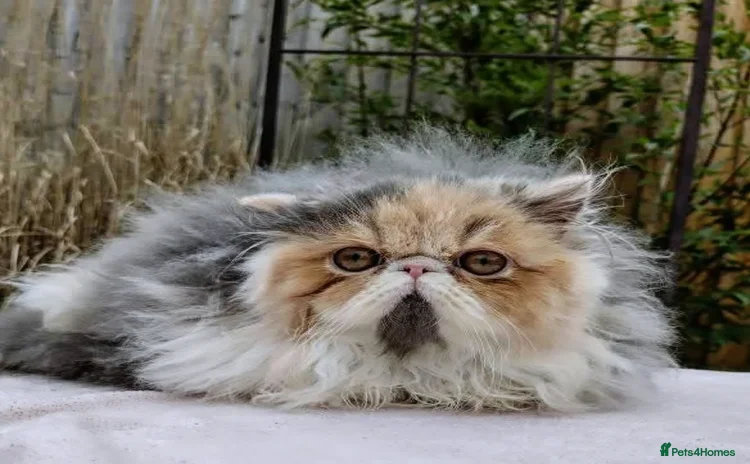 Persian cats - Advert 2