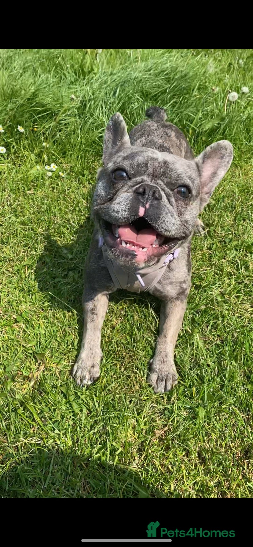 French Bulldog dogs Tri Merle French Bulldog - Advert 15