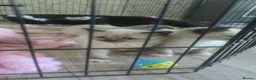 Ragdoll cats for sale: Ragdoll kittens - Advert 11