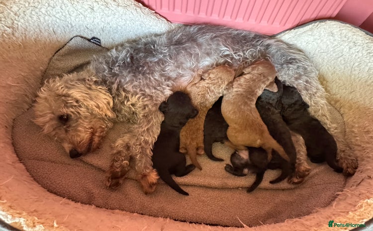 Bedlington Terrier dogs - Advert 1